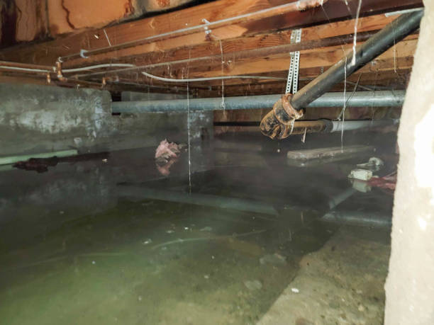 Best Carpet water damage restoration  in Dunn Loring, VA